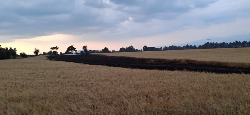Hasada gün sayıyordu... Ekili araziye düşen yıldırım 8 ton buğdayı kül etti - Resim : 2