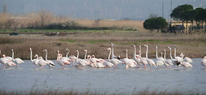 Bu da flamingoların 14 Şubat'ı - Resim: 4