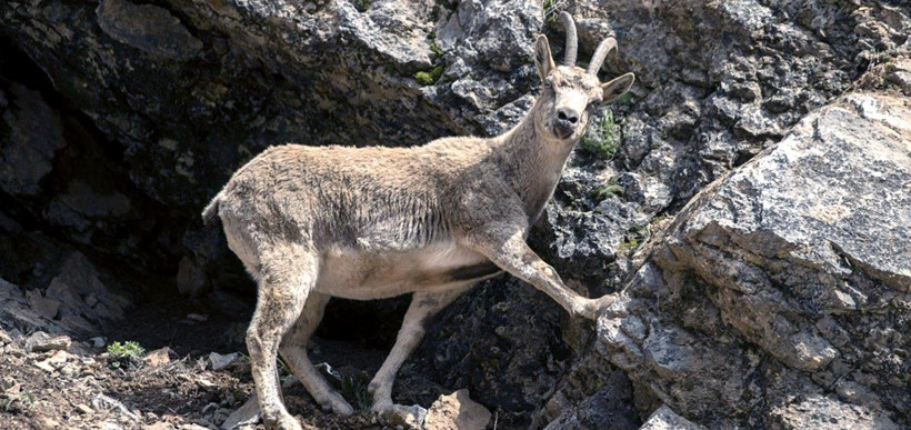 Tunceli’de eko sistem yeniden canlandı - Resim : 1