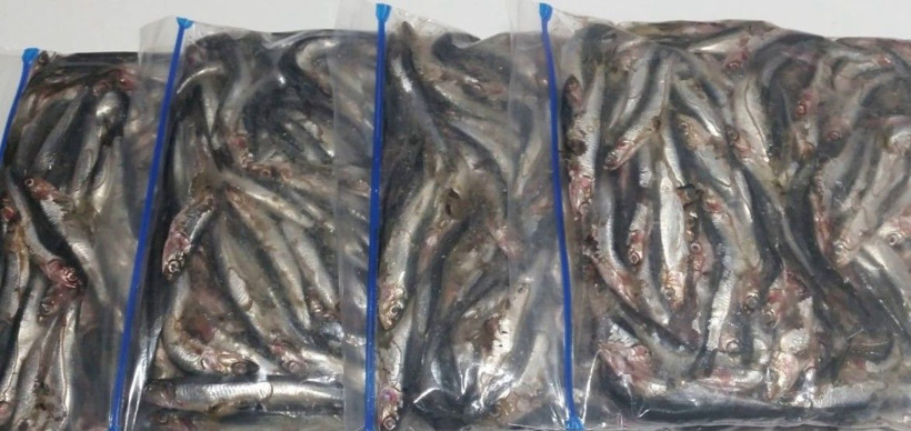 1 kilo hamsi alıp eve gelenler şaşkın! Adet sayısı herkesi şoke etti - Resim: 5