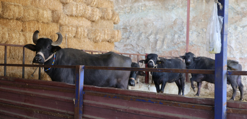 Lezzeti altın değerinde: Kilosunu 2 bin liraya satıyor - Resim : 1