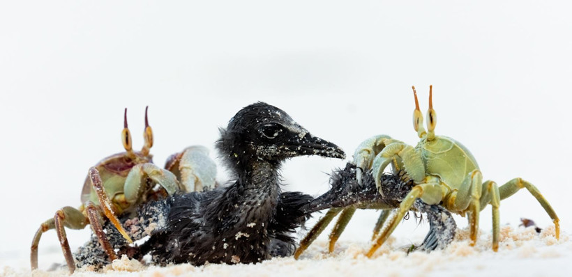 2025 Doğa Fotoğrafçılığı Yarışması'nın kazananları belli oldu - Resim: 5
