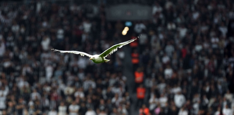 Dolmabahçe'de tüyleri ürperten tesadüf: Martı ve Süleyman Seba! - Resim: 10