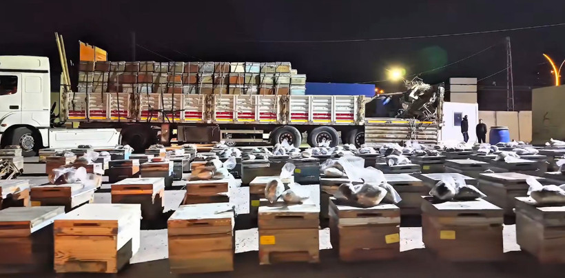 91 kilo uyuşturucuyu canlı arı kovanlarında taşıdılar - Resim : 1