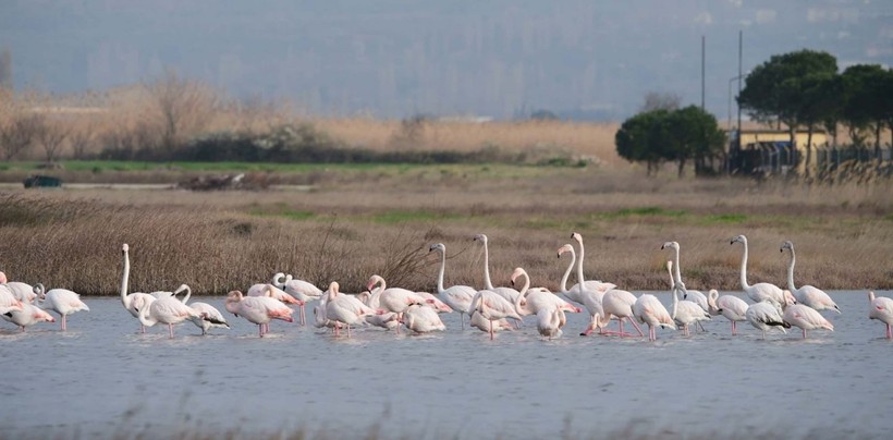 Bu da flamingoların 14 Şubat'ı - Resim: 6