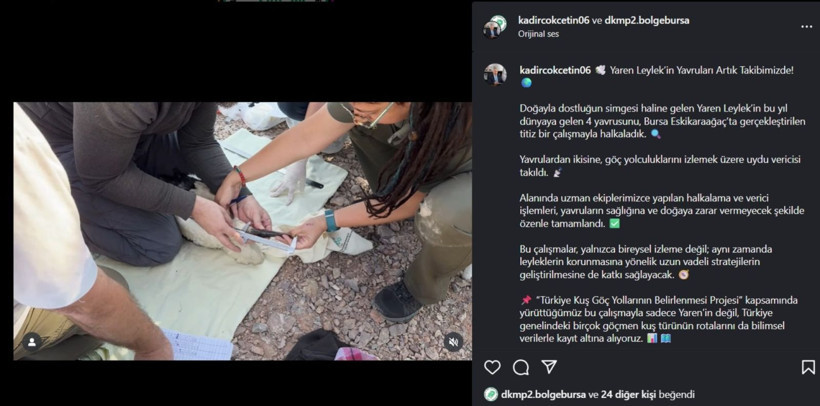 Yaren leyleğin yavrularına halka takıldı: Göç rotaları izlenecek - Resim: 6