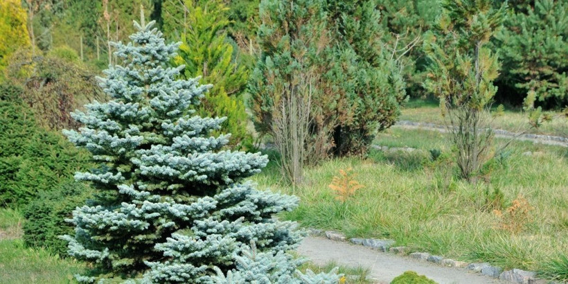 Altının yerini gösteren ağaç. Bu ağaç varsa altında altın vardır - Resim: 4