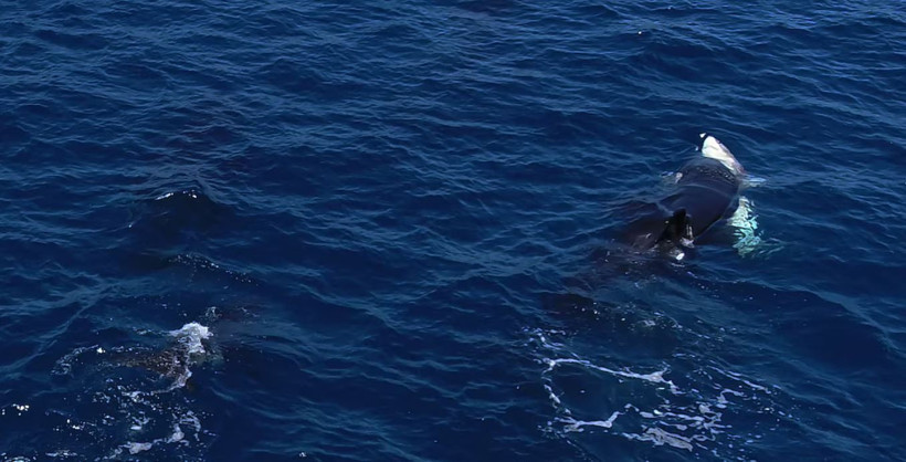 Okyanusta şaşırtan görüntüler: Katil balinalar, köpek balığını avladı - Resim : 1