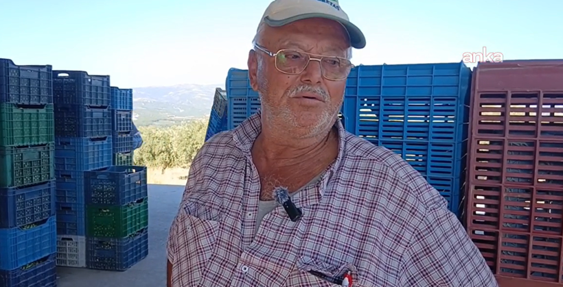 Çiftçinin zeytin isyanı - Resim : 3