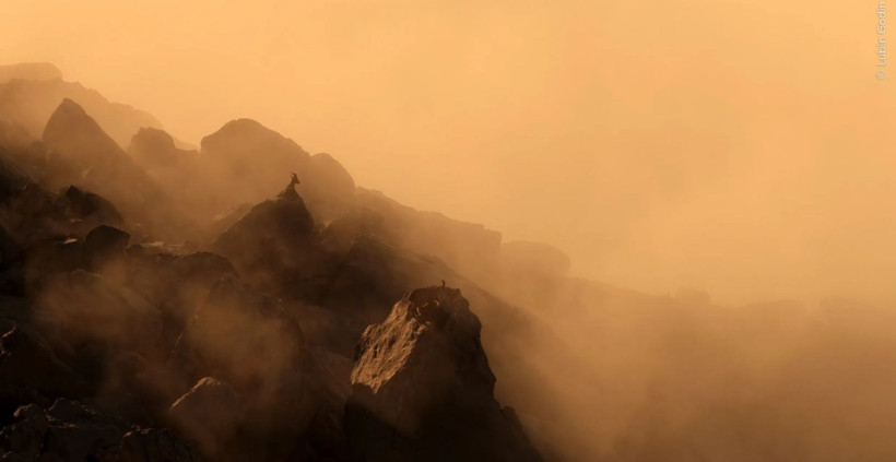 Vahşi Doğa Fotoğrafçılığı yarışmasının kazananları açıklandı: İşte büyüleyen kareler - Resim: 5