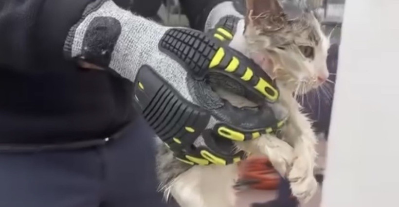 Meraklı kedi kafasını stepneye sıkıştırdı, itfaiye kurtardı - Resim : 1