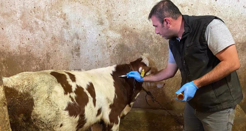 Şap hastalığı kâbusu yeniden hortladı - Resim : 1