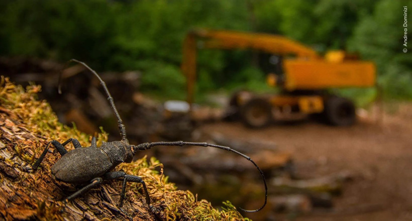 Vahşi Doğa Fotoğrafçılığı yarışmasının kazananları açıklandı: İşte büyüleyen kareler - Resim: 2