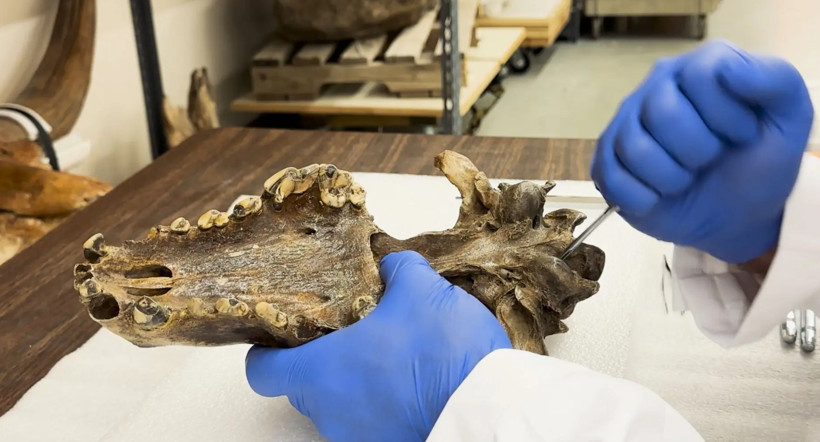 12 bin yıl önce nesli tükenen ulu kurtlar hayata döndürüldü - Resim : 1