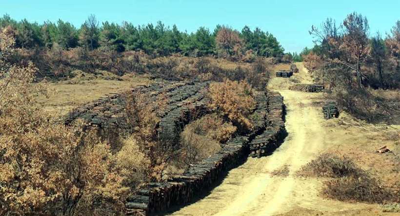 Tekirdağ Şarköy’de orman yangını sonrası temizlik başladı - Resim : 8