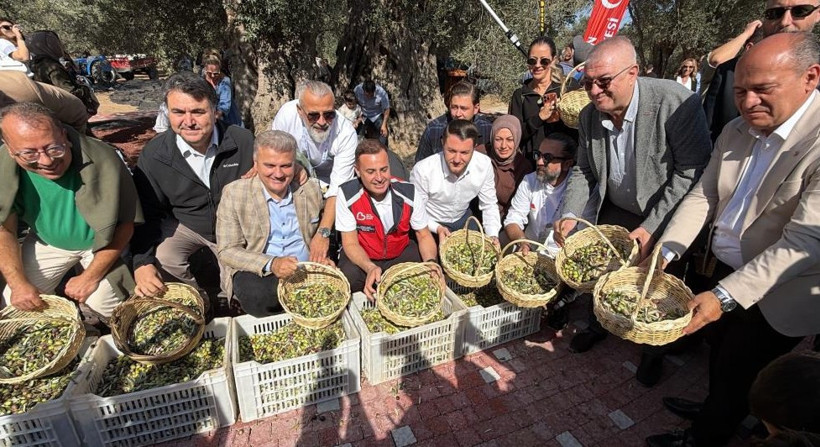 Bin yıllık zeytin ağacından şenlikli hasat. Rekor kırıldı - Resim : 3