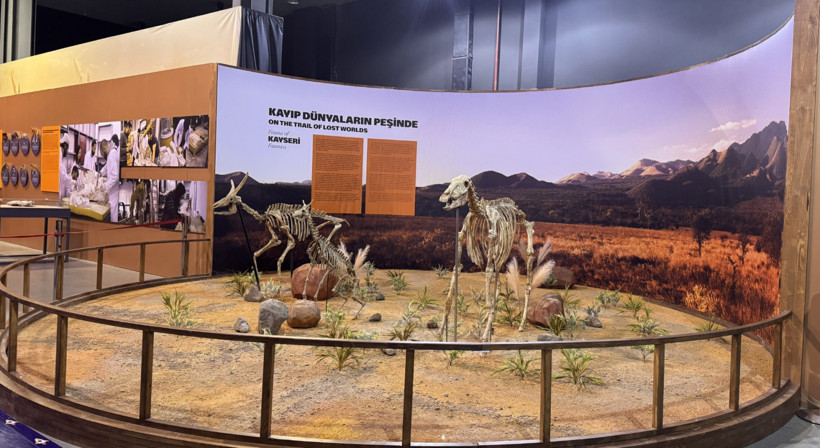 7,7 milyon yıllık hayvan fosillerinin eksik uzuvları 3D yazıcılarla tamamlanıyor - Resim : 2