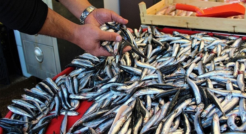 Hamsi temizlemeden buzluğa atılır mı? Doğru bilinen büyük yanlış - Resim: 7