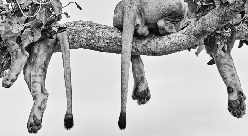 2025 Doğa Fotoğrafçılığı Yarışması'nın kazananları belli oldu - Resim: 17