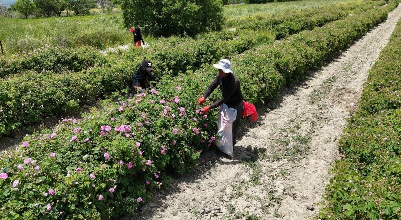 Pembe hazinenin kilosundan 12 bin euro kazanıyorlar - Resim : 1