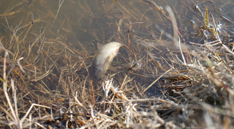 Çöplüğe dönen gölde balık ölümleri - Resim : 2