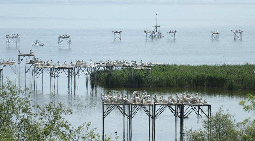 Kuşcenneti’nde bahar coşkusu: Milli Park kuşlarla renklendi - Resim: 15