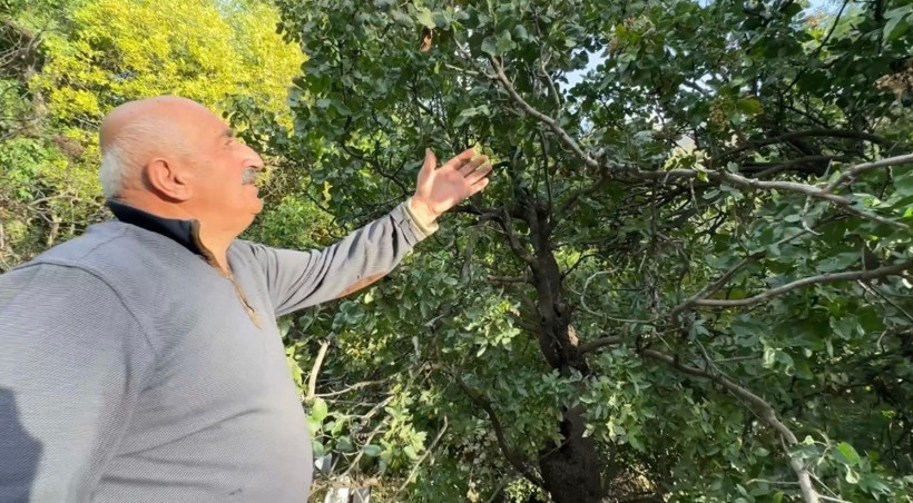 Y&uuml;ksekova'da "Yetişmez&rdquo; denilen ağa&ccedil;lardan fışkırdı. Şimdi hasat ediliyor - Resim : 1