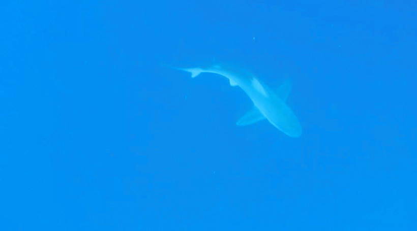 Köpek balığı tatilcilerin rotasını değiştirdi: Profesörden açıklama geldi - Resim : 1