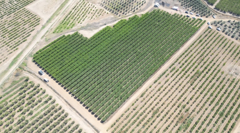 Bağ bozumu başladı: Beklenti 85 bin ton - Resim: 5