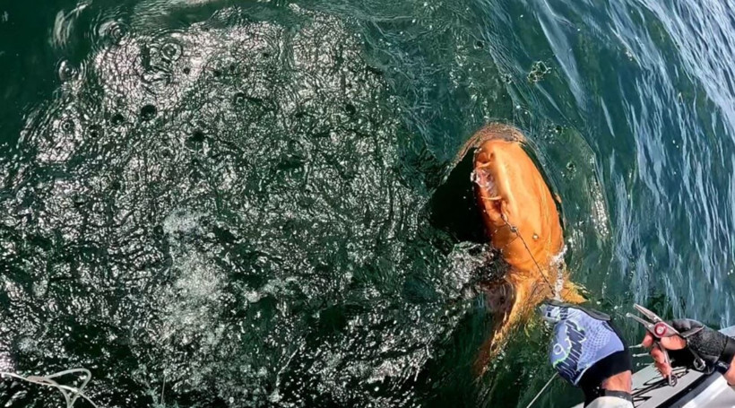 Bilim insanlarını şaşırtan keşif: Turuncu köpek balığı! - Resim: 2