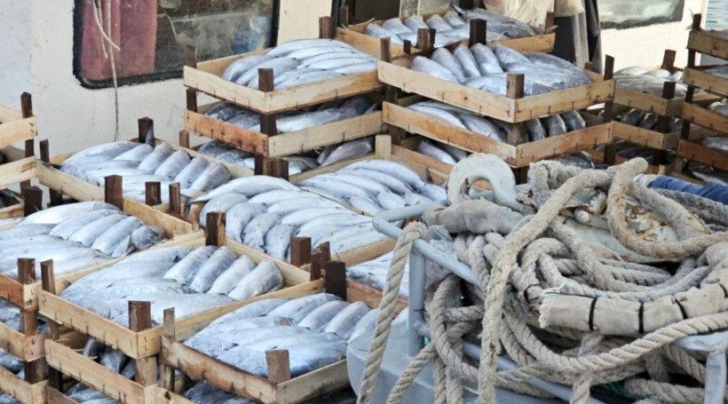 100 gramı 4 TL’ye düştü! Palamut bolluğu balıkçı ağlarını parçaladı - Resim: 5