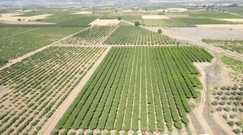 Bağ bozumu başladı: Beklenti 85 bin ton - Resim: 4