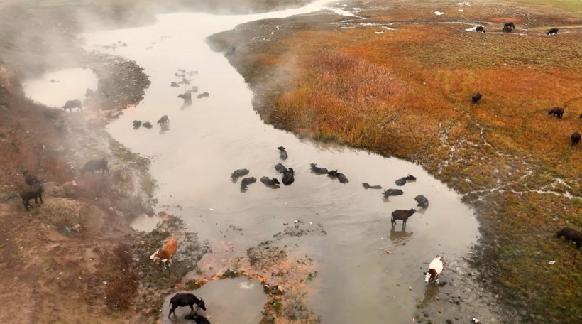 Afrika değil Türkiye: Mandalar kaplıcaya akın etti - Resim : 2
