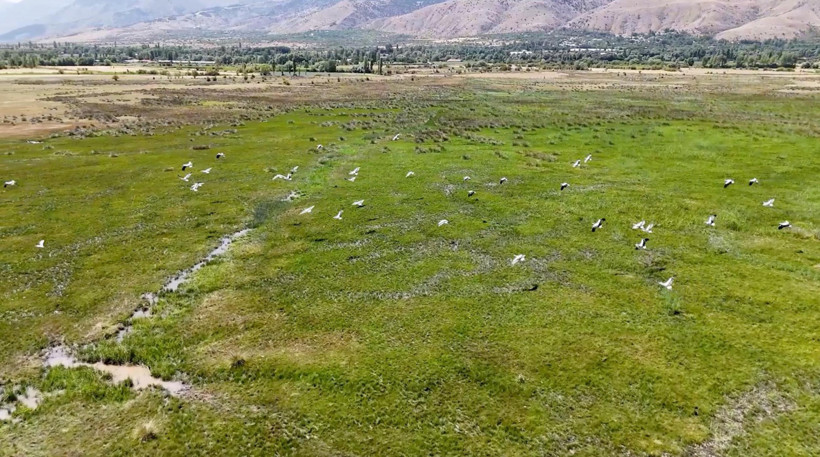 Afrika’dan yola çıkan leylekler Erzincan’da mola verdi - Resim : 1