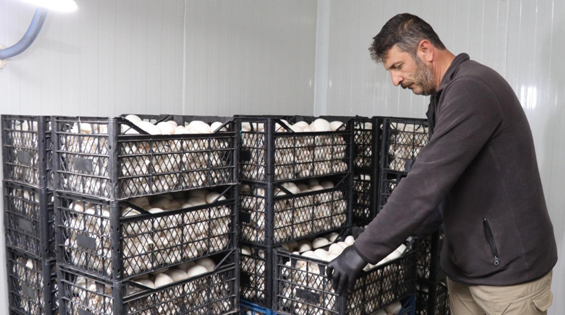 İstanbul’daki işini bırakıp Erzurum’da mantar çiftliği kurdu: Yılda 80 ton üretiyor - Resim : 2