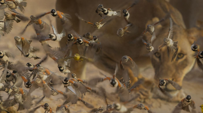 2025 Doğa Fotoğrafçılığı Yarışması'nın kazananları belli oldu - Resim: 19