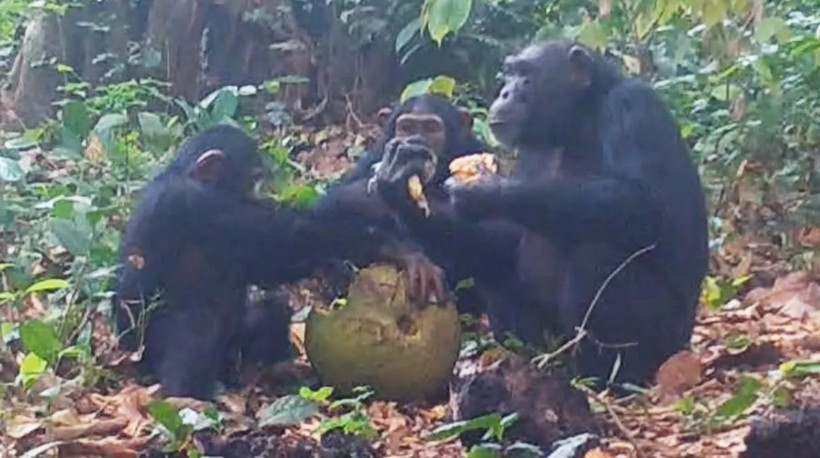 Çarpıcı kareler: Bilim insanları bar kültürünün temelini buldu - Resim : 1