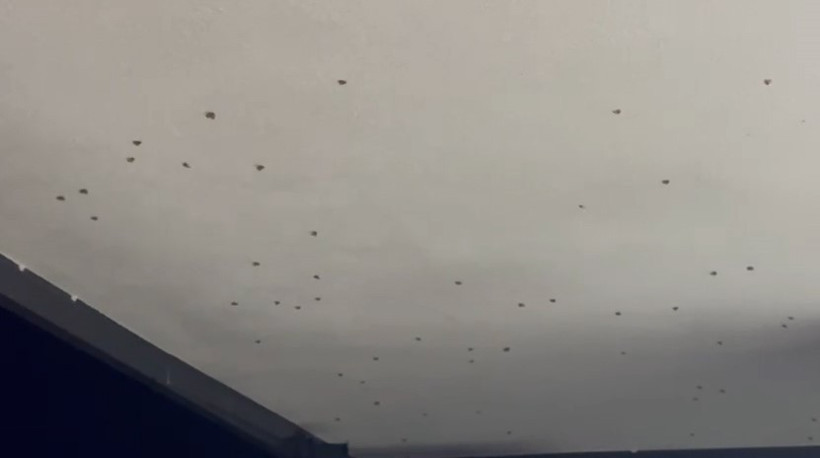 Bahçelerden sonra şimdi de evlere dadandı: Rize’de ‘vampir kelebek’ istilası - Resim : 1