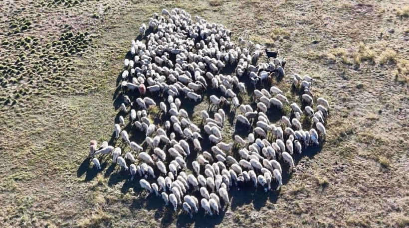 Maaşı tam 150 bin lira! Yeri, yemeği, sigarası da onlardan ama kimse çalışmıyor - Resim: 1