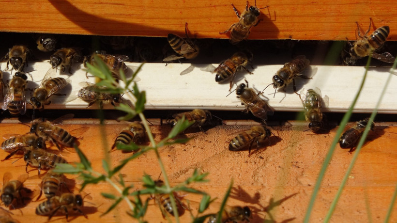Mersin'de hasadı başladı: Kilosu 300 bin TL’den alıcı buluyor - Resim : 2