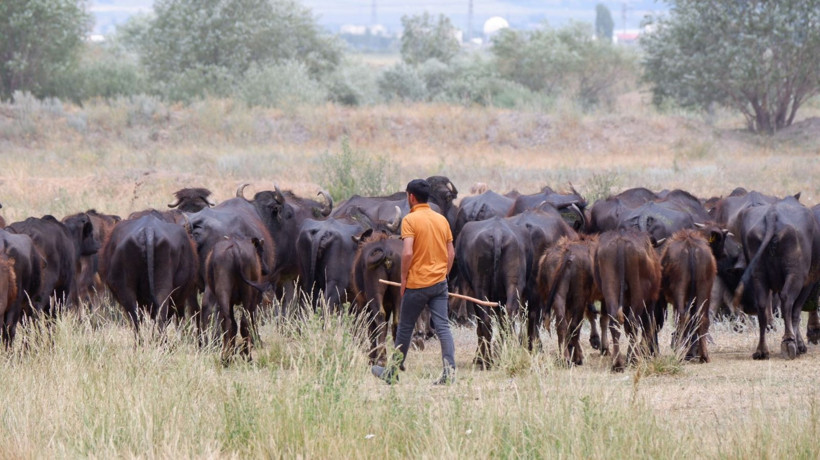 Afrika değil, Erzurum: Mandalar dereye sığındı - Resim: 12