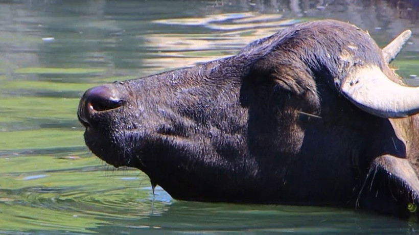 Tanzanya değil, Erzincan! Mandaların 'su banyosu' tropik manzaraları aratmıyor - Resim: 3
