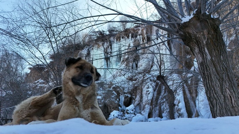 Erzincan'da şelale, göl ve göletler buz tuttu - Resim: 2