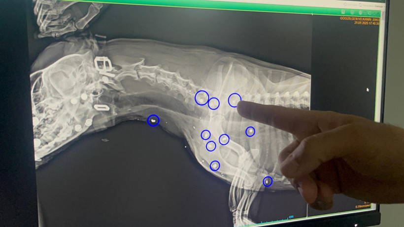 Sokaktaki köpeğe silahlı saldırı - Resim : 2