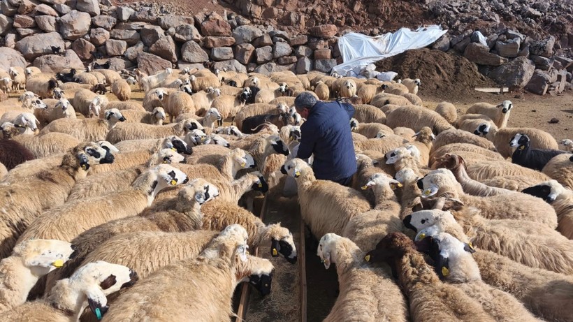 Doğum dönemi şap tehlikesine denk geldi: Besiciler nöbette - Resim : 2