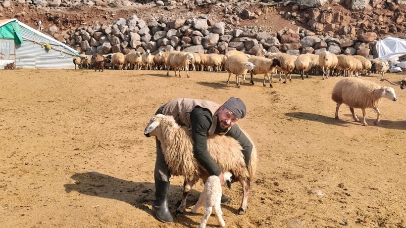 Doğum dönemi şap tehlikesine denk geldi: Besiciler nöbette - Resim : 1