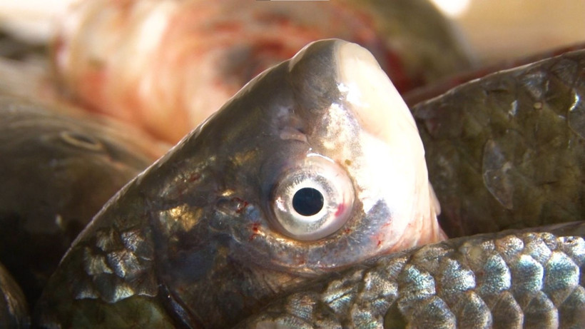 Ankara’nın denize kıyısı yok ama tonlarca balık ihraç ediliyor - Resim: 7