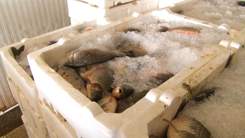 Ankara’nın denize kıyısı yok ama tonlarca balık ihraç ediliyor - Resim: 8