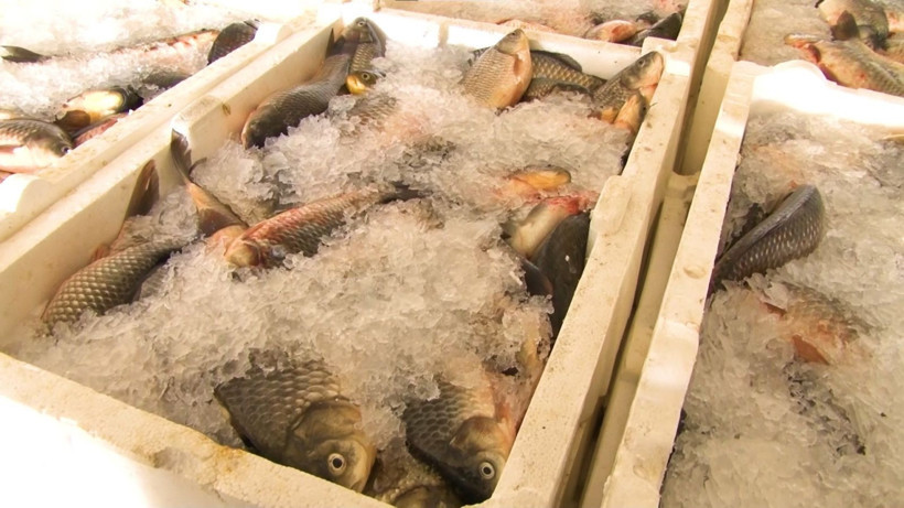 Ankara’nın denize kıyısı yok ama tonlarca balık ihraç ediliyor - Resim: 9