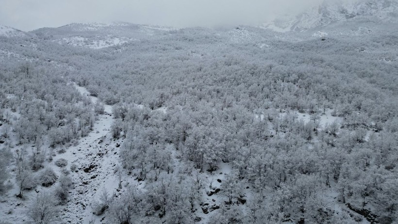 'Kar ormanına' kuş bakışı - Resim: 2